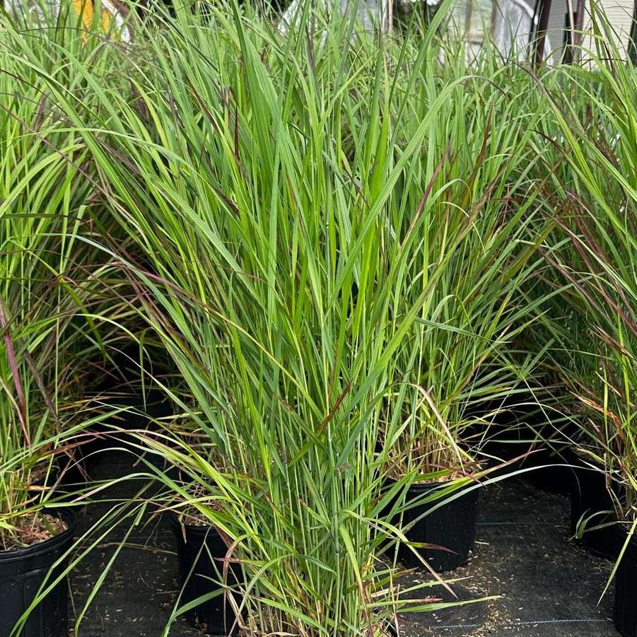 Panicum virgatum Red Flame