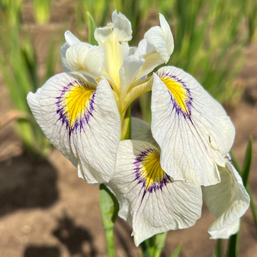 Iris pseudata Eye Liner
