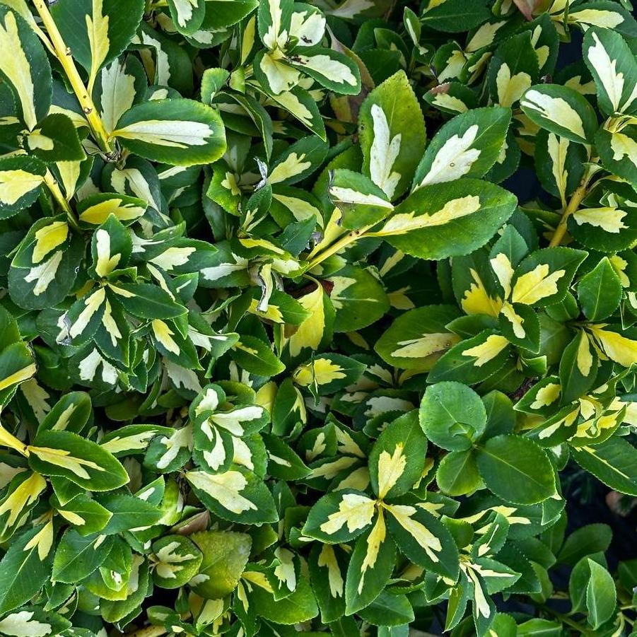 Euonymus fortunei Moonshadow