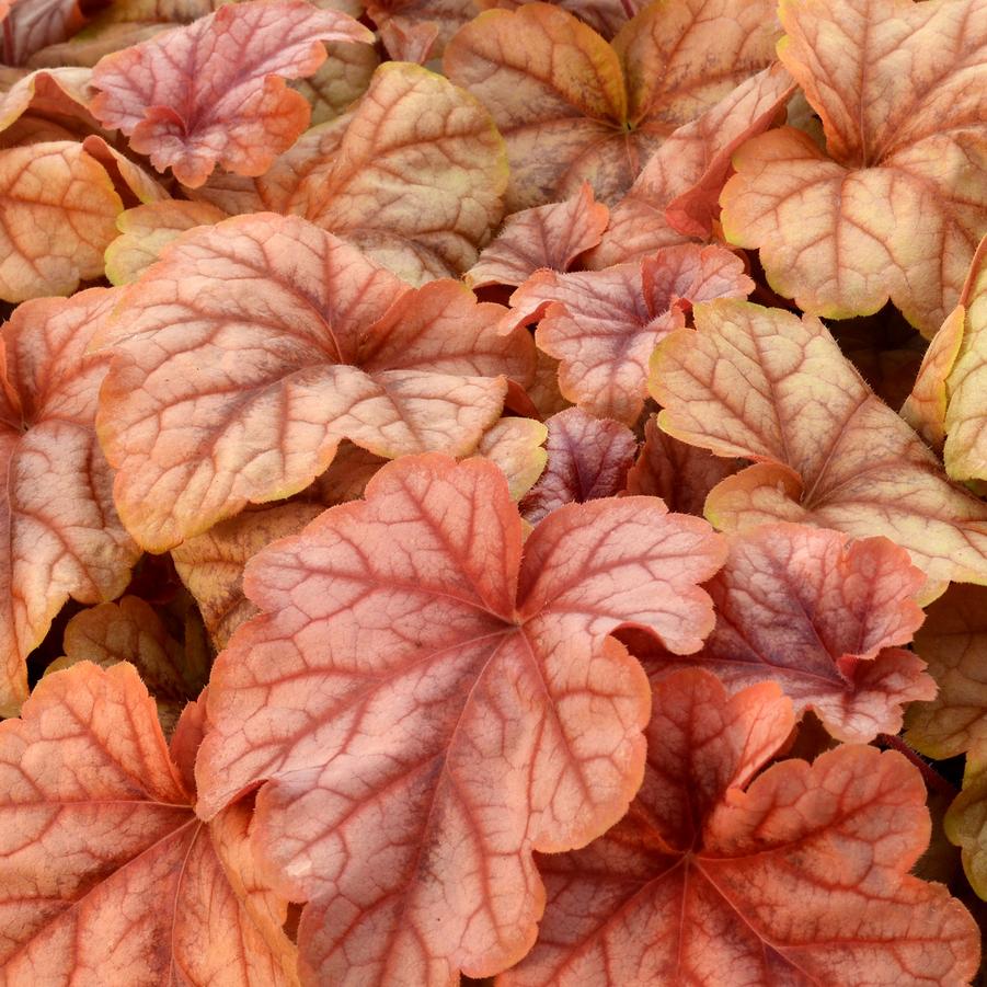 Heucherella x Copper Cascade