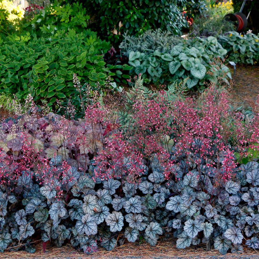 Heuchera x Glitter