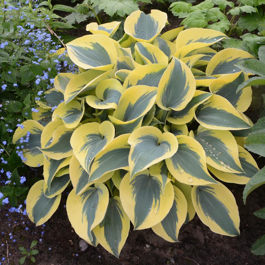 Hosta Shadowland® 'Autumn Frost' - Plantain Lily (Photo courtesy of Walters Gardens, Inc.)