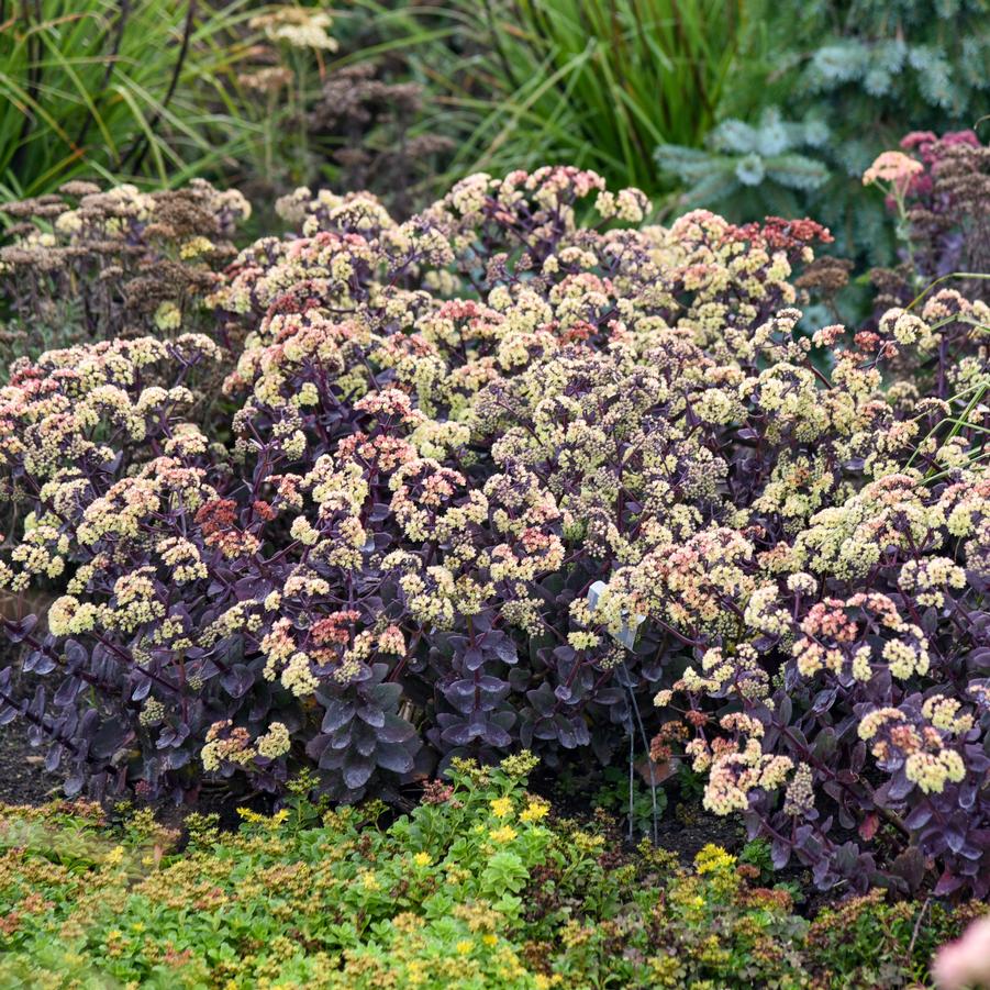 Sedum x 'Night Light' - Stonecrop Photos courtesy of Walters Gardens, Inc.