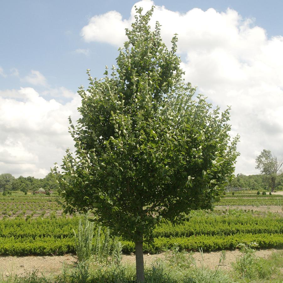 Viburnum prunifolium 'Dark Tower' - Blackhaw Viburnum (Photo: Bill Hendericks)