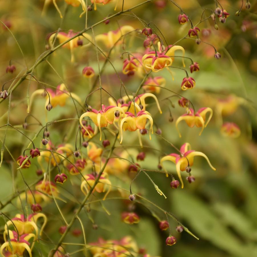 Epimedium x 'Jester's Hat' - Barrenwort Photos courtesy of Walters Gardens, Inc.