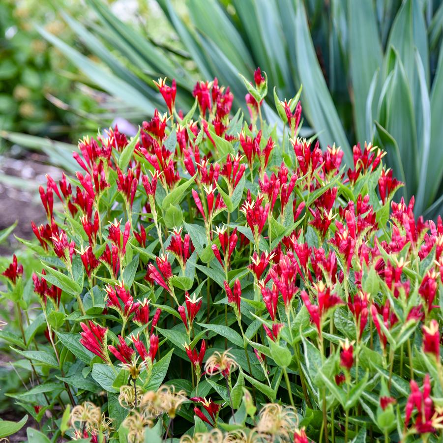 Spigelia marilandica 'Apple Slices' - Indian Pink (Photo courtesy of Walters Gardens, Inc.)
