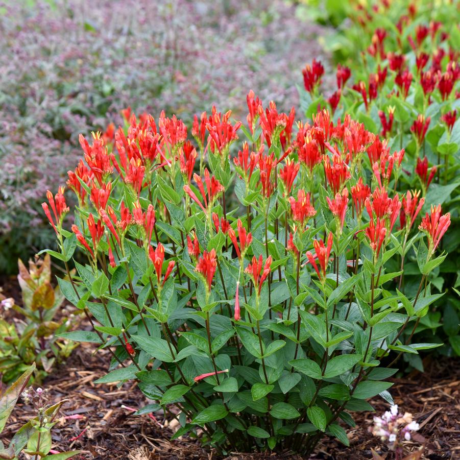 Spigelia marilandica 'Orange Slices' - Indian Pink (Photo courtesy of Walters Gardens, Inc.)