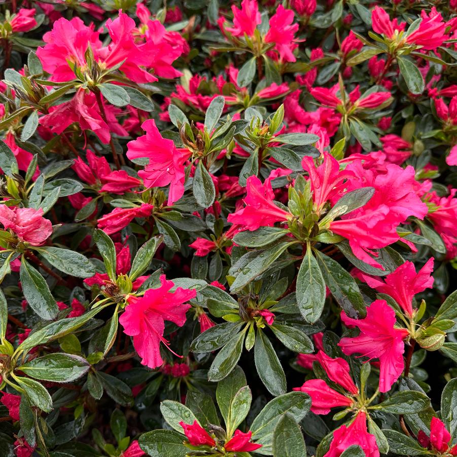 Rhododendron Girard Rose