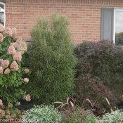 Rhamnus frangula Fine Line� - Glossy Buckthorn (Courtesy of Proven Winners)
