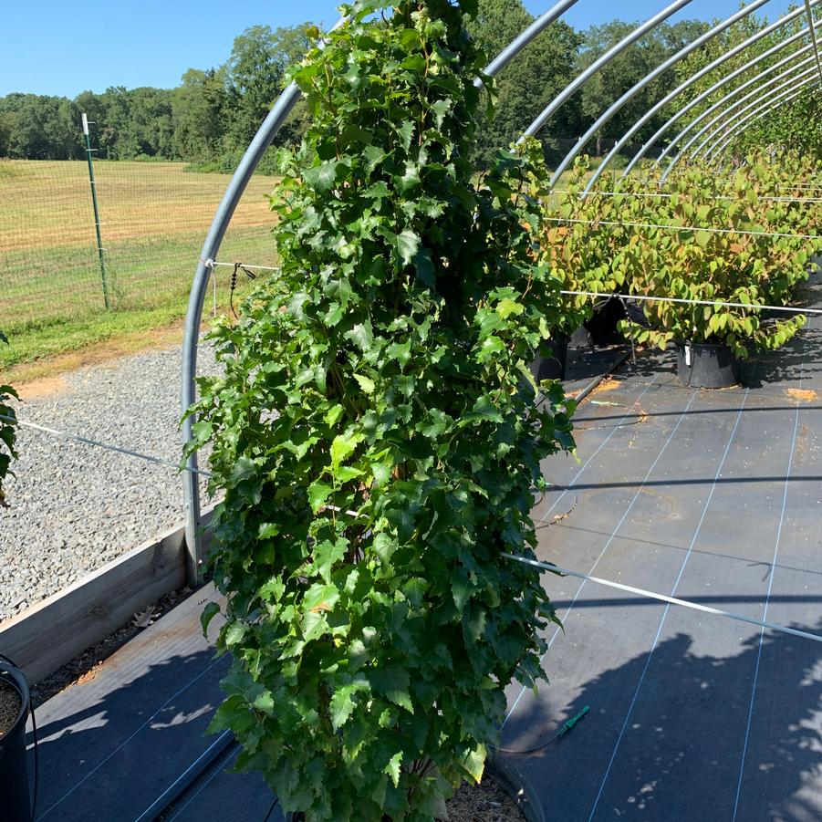 Betula platyphylla Parkland Pillar® - White Birch from Pleasant Run Nursery