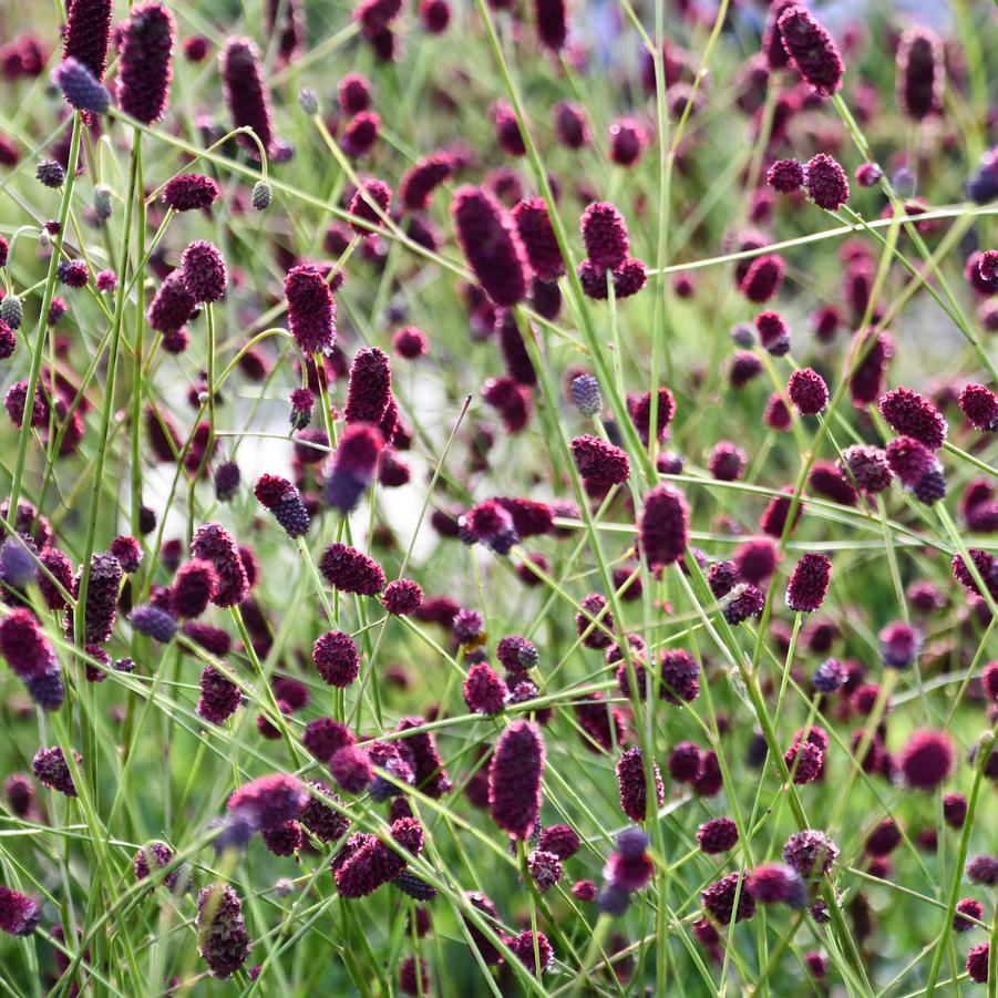 Sanguisorba x 'Plum Drops' - Burnet (Photo: Intrinsic Introductions)