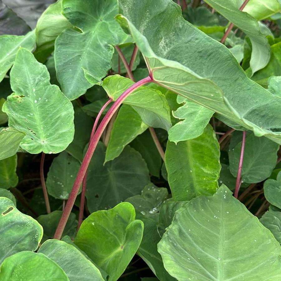 Colocasia x Polargreen™