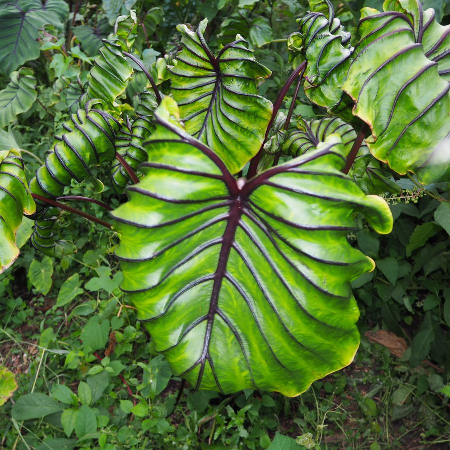 Colocasia x Pharaoh's Mask™ - Elephant Ear Photo: Plants Nouveau