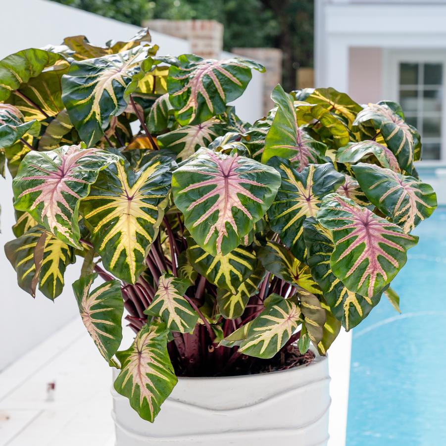 Colocasia x Royal Hawaiian® Waikiki - Photo courtesy of PlantHaven International, planthaven.com