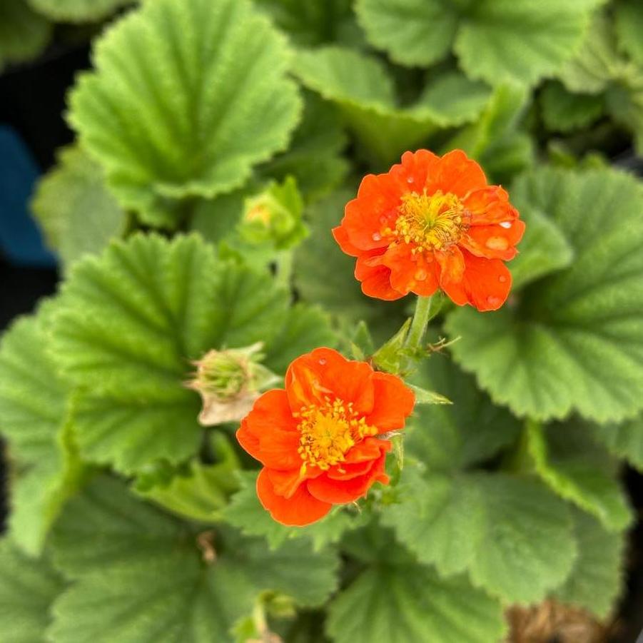 Geum coccineum Pumpkin Orange