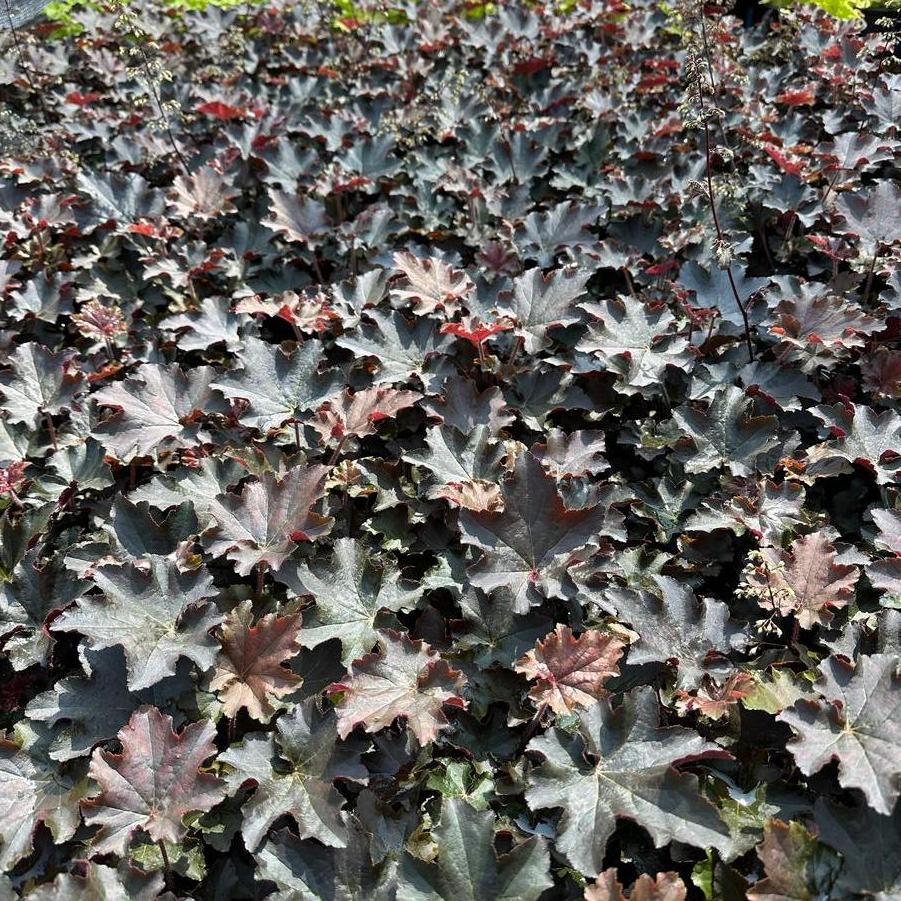 Heuchera villosa Bronze Wave