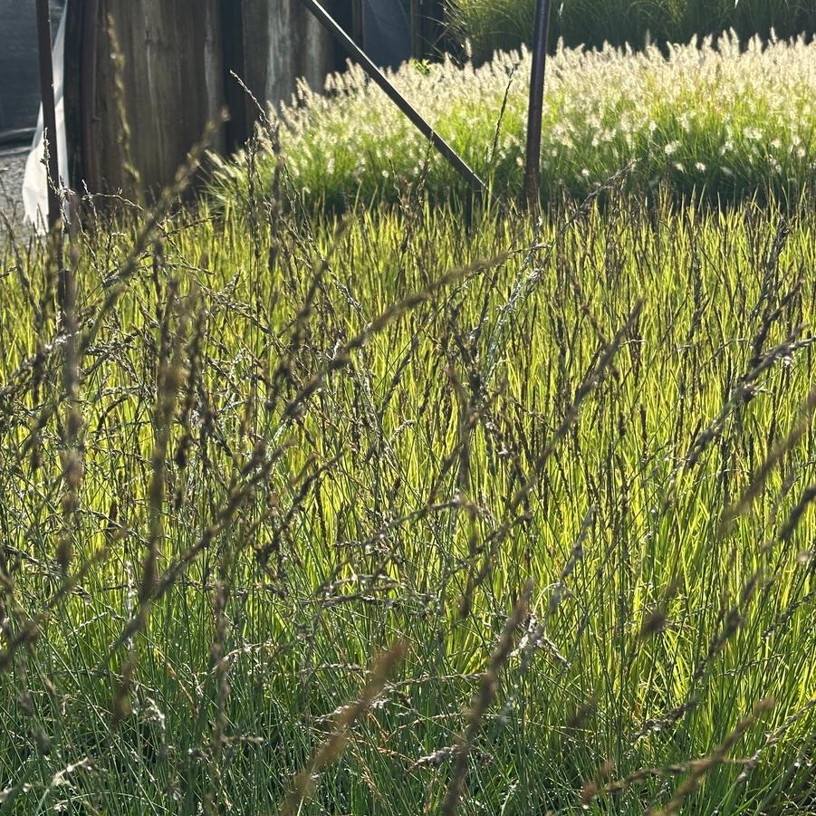 Molinia caerulea Edith Dudszus