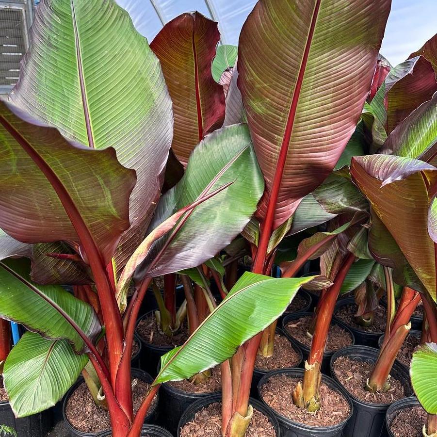 Musa sikkimensis Ever Red