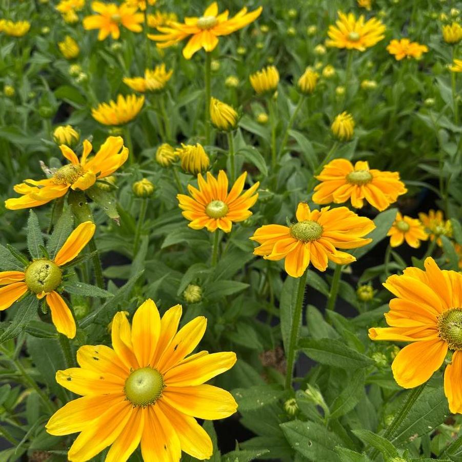Rudbeckia hirta Prairie Sun