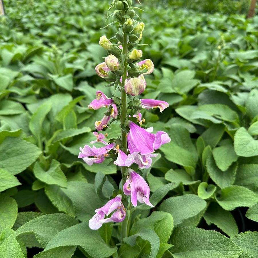 Digitalis purpurea Dalmatian Rose