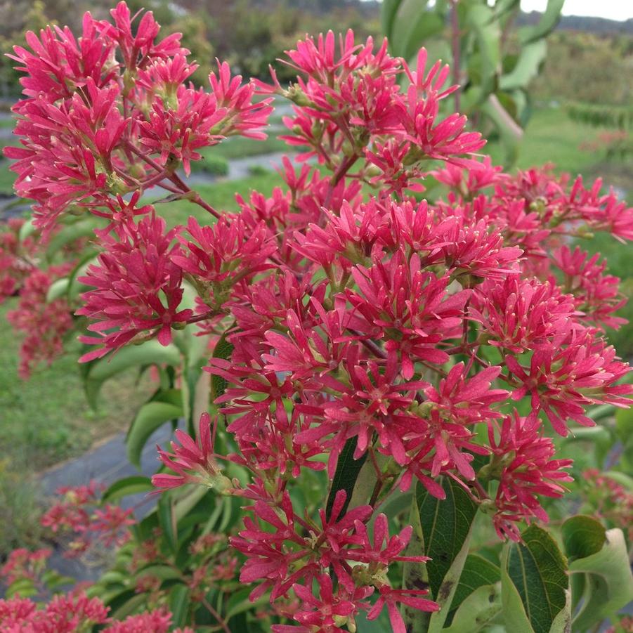 Heptacodium miconioides Temple of Bloom® - Seven-Sun Flower (Courtesy of Proven Winners)
