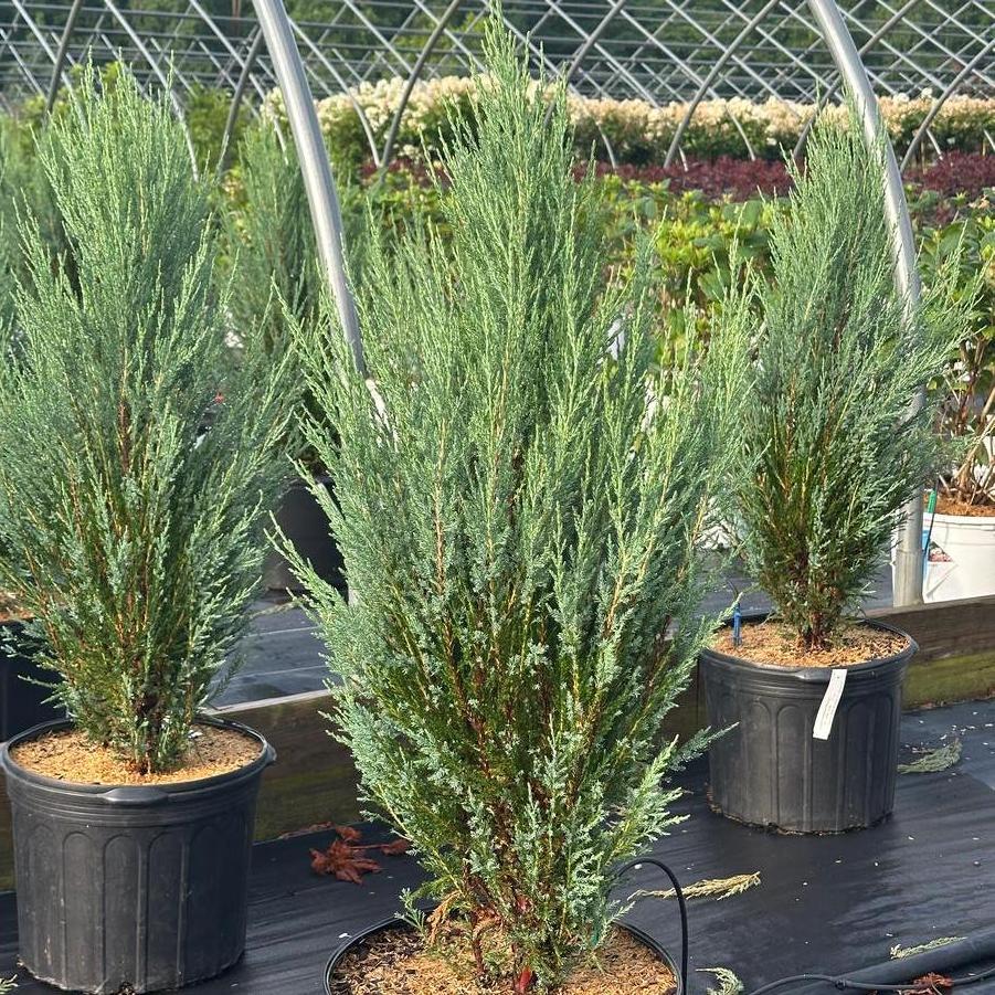 Juniperus scopulorum Blue Arrow