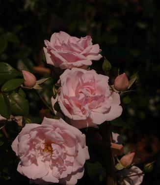 Rosa New Dawn