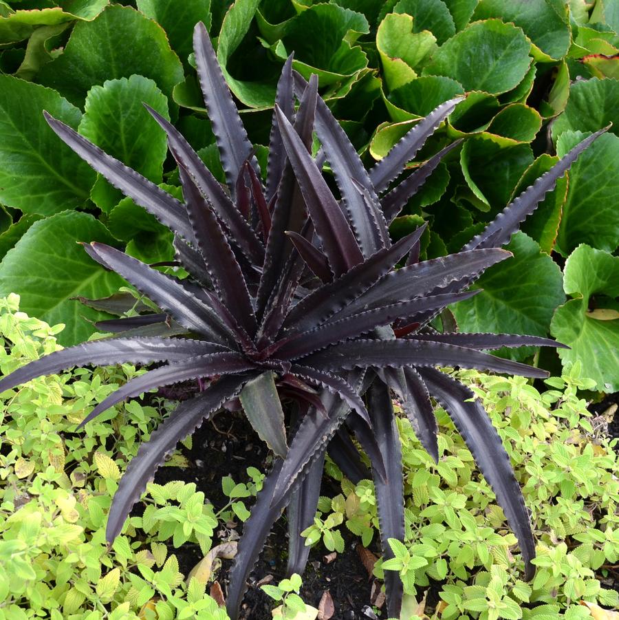 Eucomis x 'Dark Star' - Pineapple Lily Photo courtesy of TERRA NOVA® Nurseries, Inc.