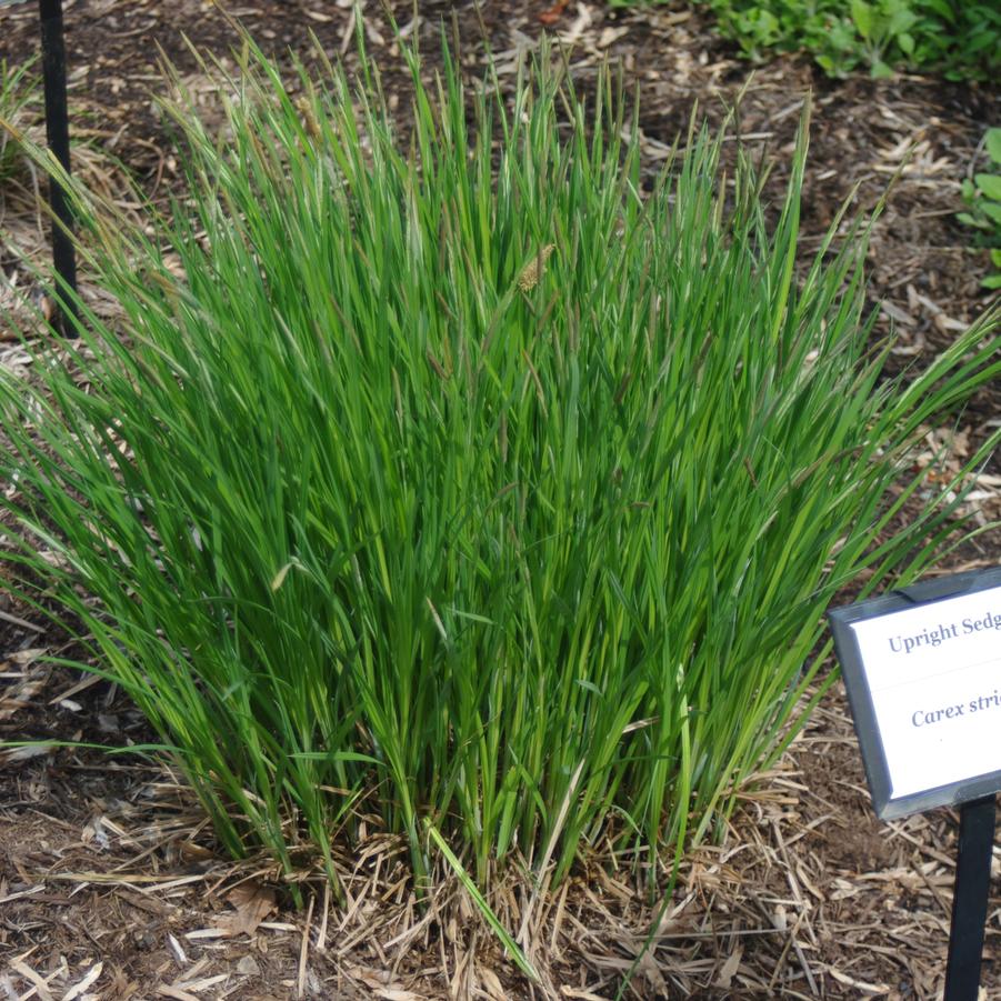 Carex stricta - Tussock Sedge from Pleasant Run Nursery (at Mt Cuba)
