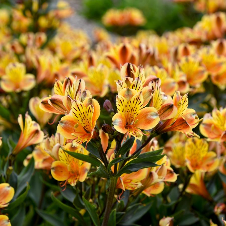 Alstroemeria x 'Summer Breeze' - Peruvian Lily Photo courtesy of Walters Gardens, Inc.