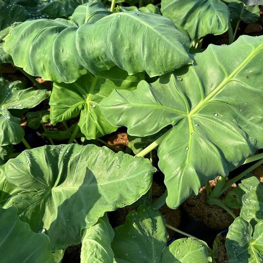 Colocasia gigantea Thailand Giant