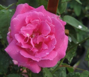 Rosa 'Zephirine Drouhin'