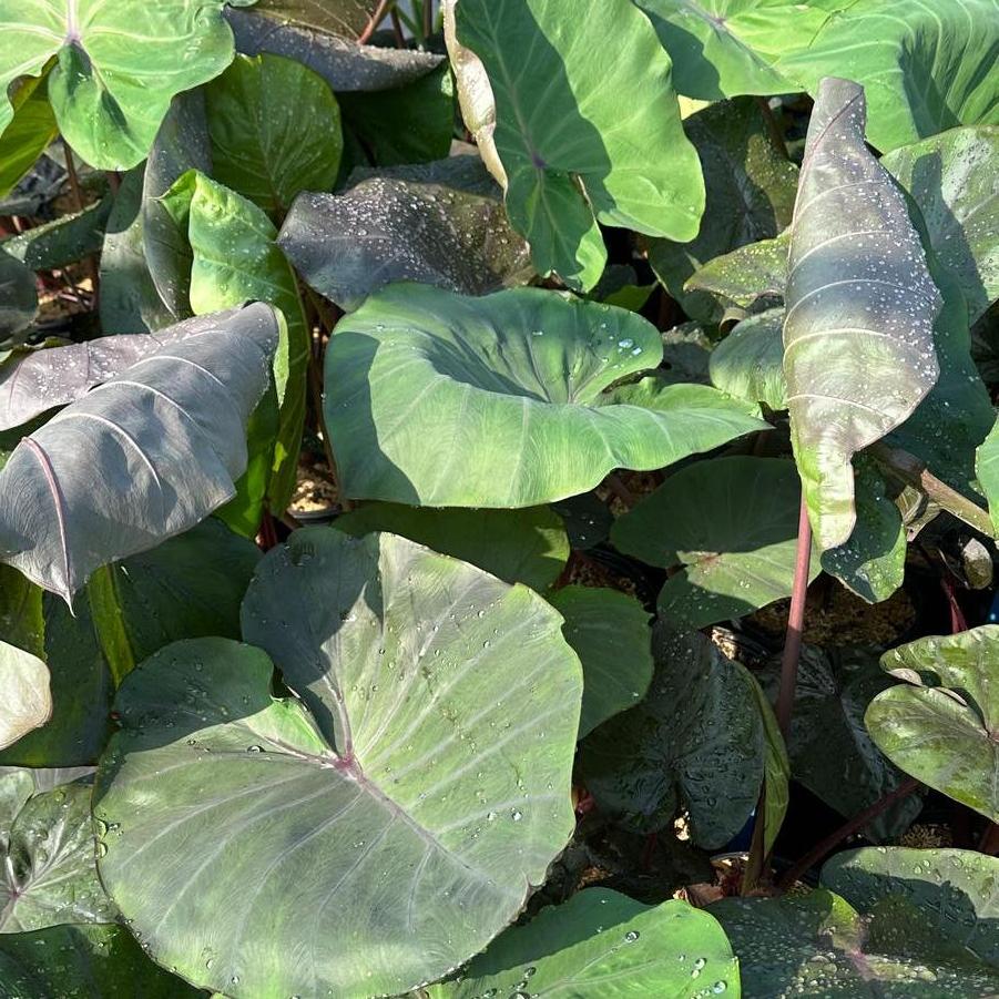 Colocasia x Distant Memory