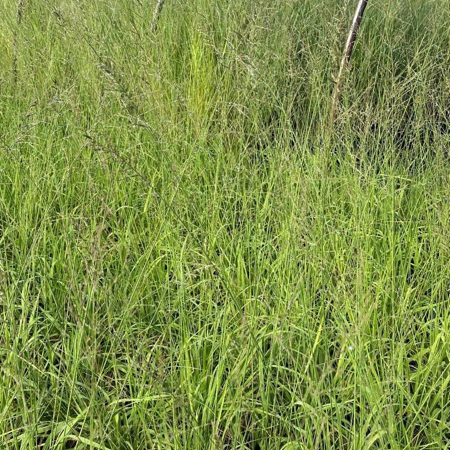 Molinia caerulea ssp. arundinacea Transparent