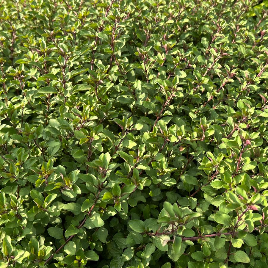 Origanum laevigatum Herrenhausen