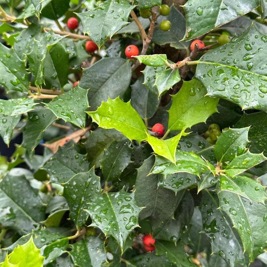 Ilex opaca Old Heavy Berry