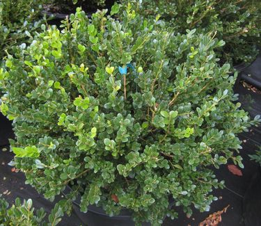 Buxus microphylla var. koreana 'Winter Gem' - Littleleaf Boxwood