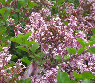 Syringa meyeri 'Palibin'