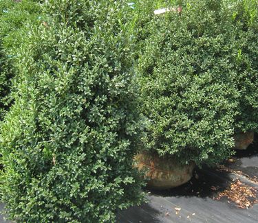 Buxus sempervirens - Common Boxwood
