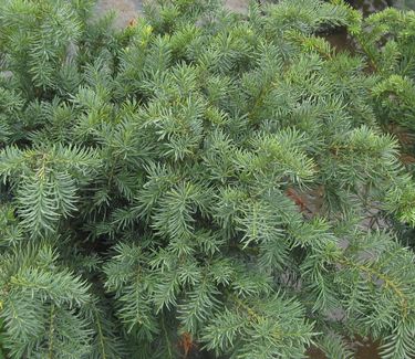 Taxus baccata 'Repandens' - Spreading English Yew