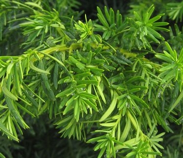 Taxus x media Densiformis