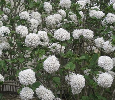 Viburnum x Cayuga