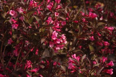 Weigela florida Wine & Roses� ('Alexandra')