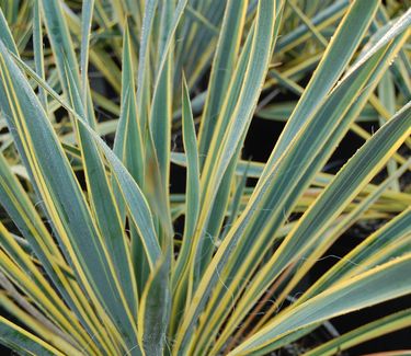 Yucca filamentosa 'Bright Edge'