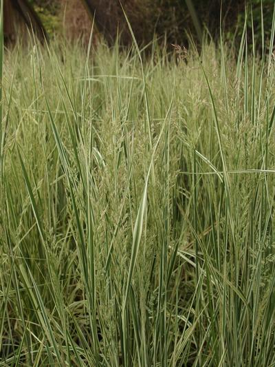 Calamagrostis x acutiflora Overdam 