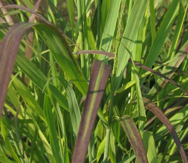 Panicum virgatum 'Shenandoah' - Switch Grass