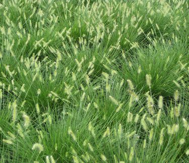 Pennisetum alopecuroides 'Little Bunny'