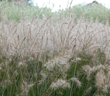 Pennisetum alopecuroides 'Piglet'