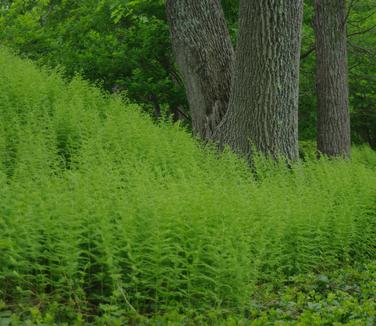 Dennstaedtia punctilobula