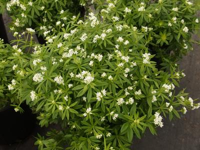 Galium odoratum - Sweet Woodruff
